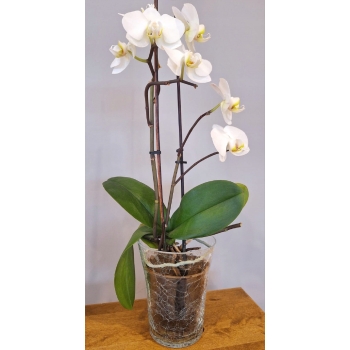 Doniczka szklana do storczyków smukła, średnica 14cm, wys. 17cm