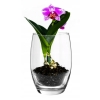 Wazon szklany na kwiaty 20 cm Orchidea