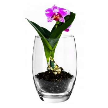 Wazon szklany na kwiaty 20 cm Orchidea