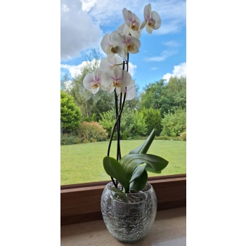 Zestaw 3x Doniczka szklana storczyków przezroczysta Osłonka Kula 16/14cm